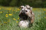 SHIH TZU 263